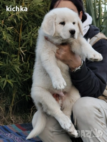 Кавказка овчарка, снимка 6 - Кавказка овчарка - 53840449