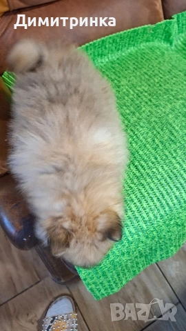 Мъжки немски шпиц, снимка 5 - Шпиц - 53795093