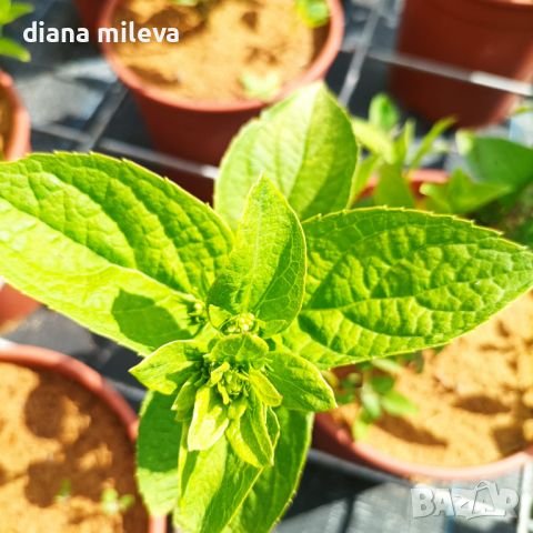 Хортензия Мега Минди, Hydrangea paniculata 'Mega Mindy', за супер слънце, снимка 8 - Градински цветя и растения - 46163844