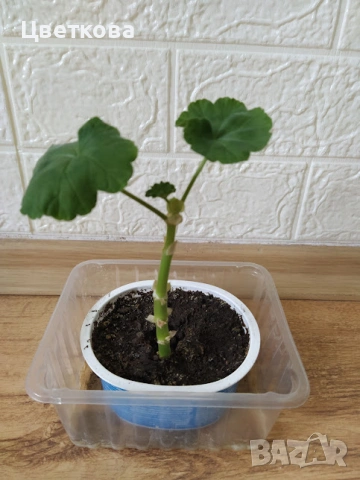  6 растения + подарък