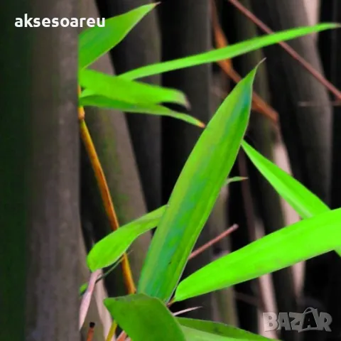 100 висококачествени семена Студоустойчив черен бамбук от САЩ за Декорация на дома и Градината , снимка 16 - Сортови семена и луковици - 49727476