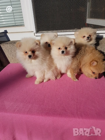 Померан померанчета померани Гр. София , снимка 3 - Померан - 53620097