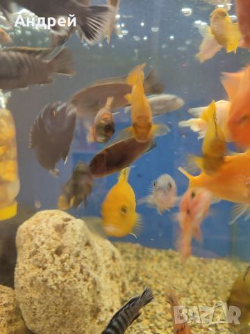 Малавийски цихлиди, снимка 4 - Рибки - 45448068