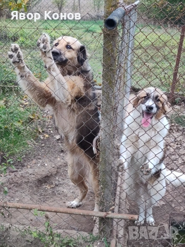 Каракачанки, снимка 3 - Каракачанска овчарка - 54006772