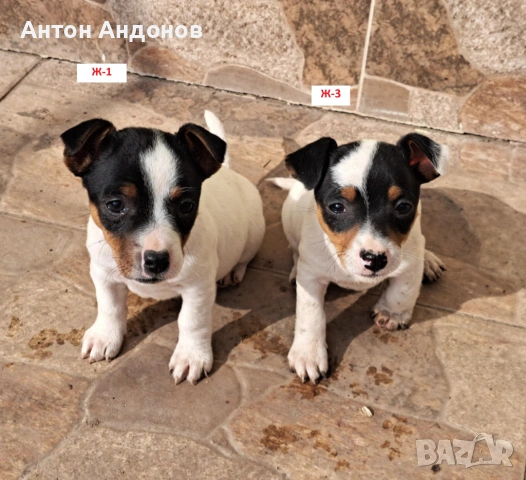 Джак Ръсел Териер, снимка 4 - Джак ръсел териер - 53382159