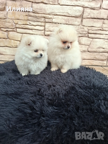 Померан мъжки и женски , снимка 4 - Померан - 52864873
