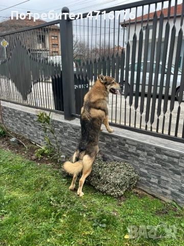 ЧЕХОСЛОВАШКИ ВЪЛЧАК