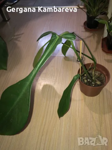 Philodendron Joepii , снимка 2 - Стайни растения - 47241226