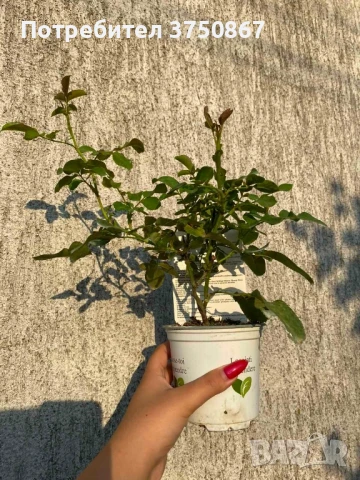 🌹 РОЗА 🌹INES SASTRE® Meiteratol, снимка 5 - Градински цветя и растения - 51189304