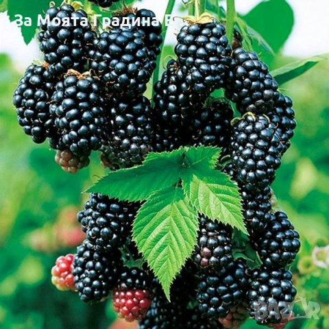 Гигантска Къпина, без бодли! , снимка 3 - Градински цветя и растения - 53620282