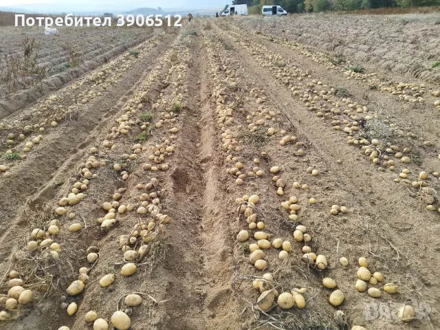 🥔Самоковски картоф 🥔, снимка 2 - Други - 47705882