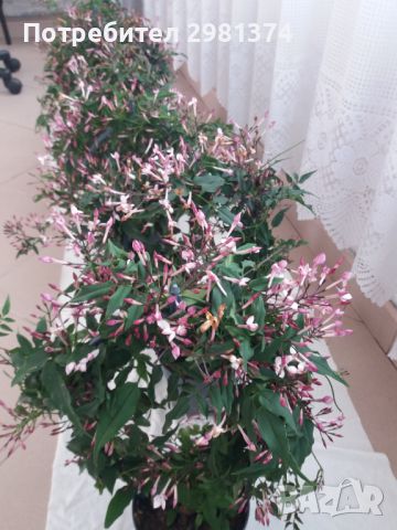 Жасмин ароматен-розов, снимка 2 - Градински цветя и растения - 45452540