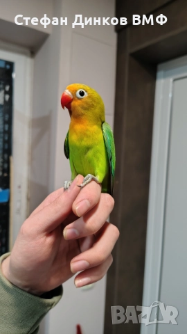 Неразделки , снимка 6 - Папагали - 52585903