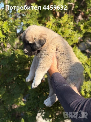 Кученца Алабай, снимка 4 - Алабай - 53922557