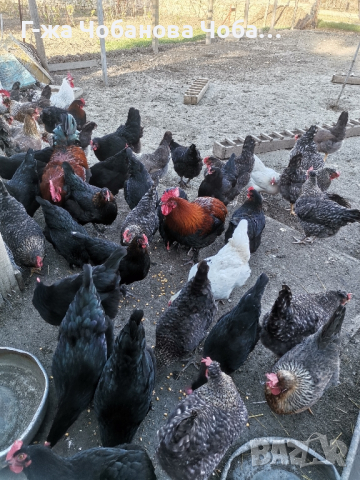 Продавам яйца от великденски носачки-новото поколение, снимка 2 - Кокошки и пуйки - 45061583