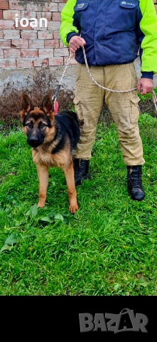 Обучено мъжко немска овчарка 
