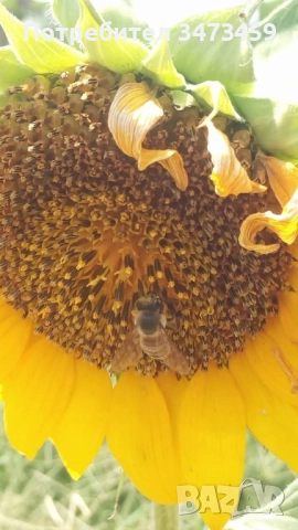 Био пчелен мед от производител , снимка 8 - Пчелни продукти - 51529460