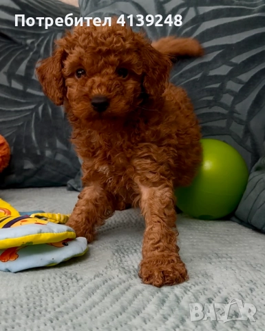 Чистокръвно женско мини пуделче, снимка 7 - Пудели - 52821868