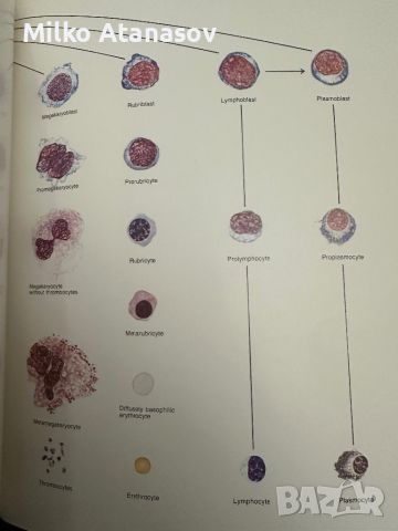 Хематологичен Атлас-The Morphology of Human Blood Cells-Abbot laboratories,1985,p.92, снимка 13 - Специализирана литература - 45372137