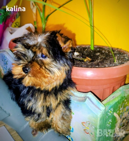 Продавам йоркширски териер 