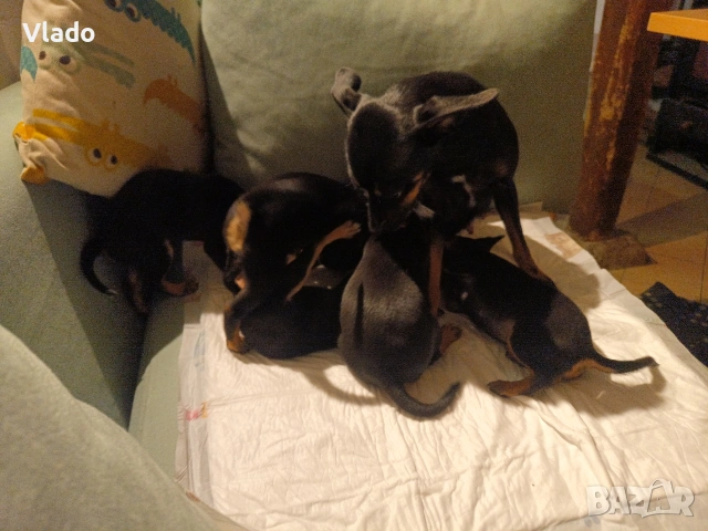 Пинчери ваксинирани с паспорти от 10.02.26г., снимка 5 - Пинчер - 53431751