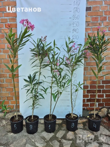 Олеандър (Зокум/Лян), снимка 6 - Стайни растения - 51011953