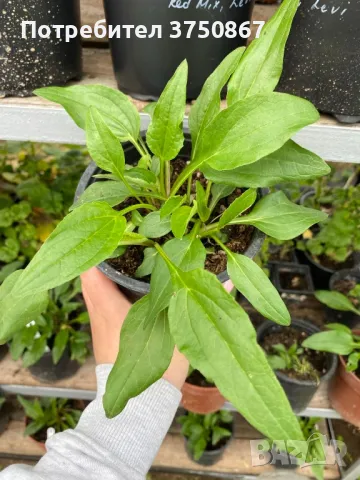 💜🧡🩷 Ехинацея / Echinacea 💜🧡🩷, снимка 5 - Градински цветя и растения - 49778110