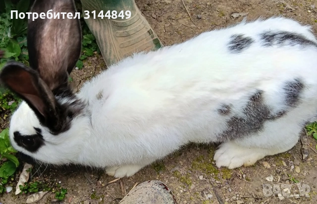 Зайци , снимка 6 - Други - 43368160