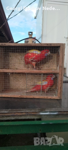 Продавам пенантови розели златен пастел , снимка 11 - Папагали - 52970351