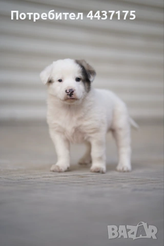 мъжки кученца, снимка 3 - Други - 53874784