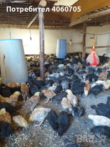Продавам пилета  кръстоска на един месец (на 30 дни) 4лв., снимка 5 - Кокошки и пуйки - 45317437