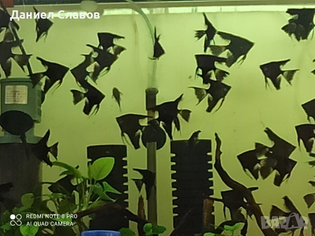 Черни воални скаларии , снимка 4 - Рибки - 52035182