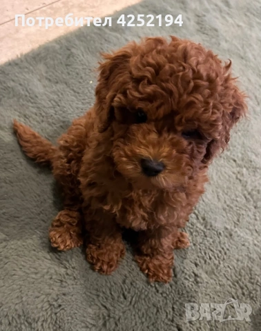 Той пудел женско 