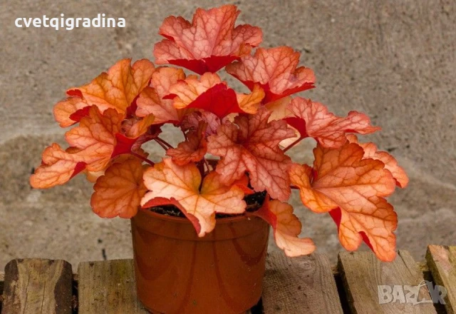 Heuchera ‘Paprika’(Хойхера Паприка), снимка 1