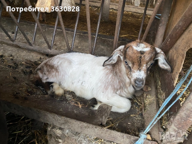 Продавам новородени малки сукалчета , снимка 6 - Други животни - 53746407