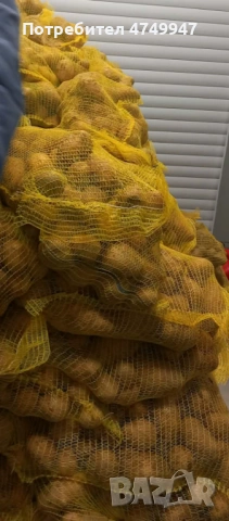 Картофи Сорая , снимка 3 - Сортови семена и луковици - 53786429