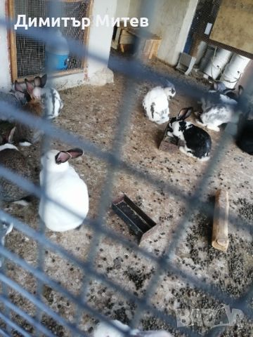 Продавам женски зайци за разплод на четири месеца. , снимка 4 - Други животни - 45383845