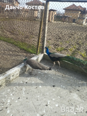 Пауни, снимка 4 - други­ - 53914580