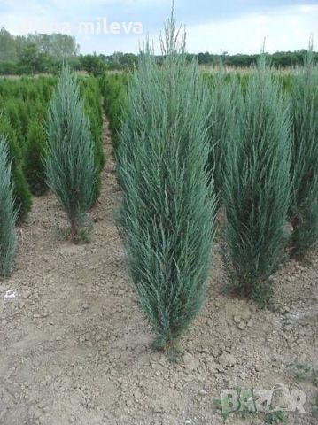 Юниперус Синя Стрела,  Juniperus “Blue Arrow” , снимка 6 - Градински цветя и растения - 46527647