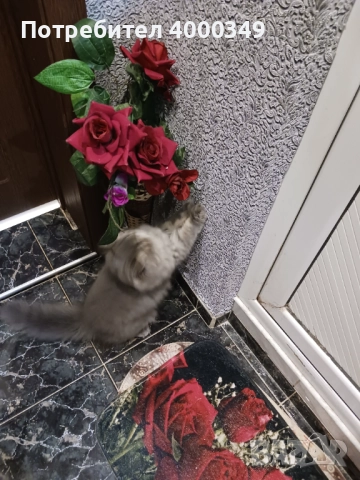 Продавам персийско женско коте, снимка 9 - Персийска - 52506650