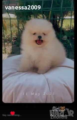 Продавам померани, снимка 12 - Померан - 33241409
