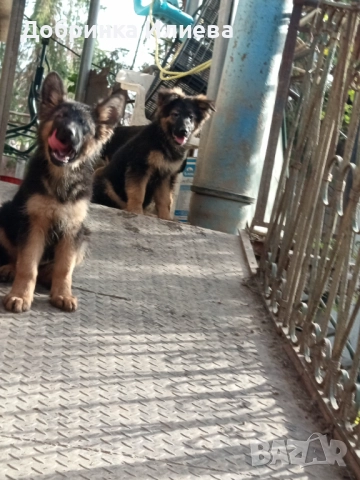 Немски овчарки , снимка 10 - Други - 52058168