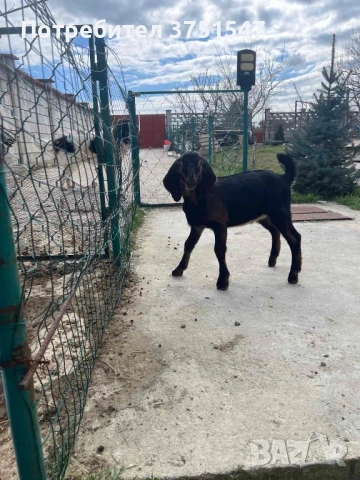  🐐 Продавам мъжки англо-нубийски ярета, снимка 7 - Кози - 53745937