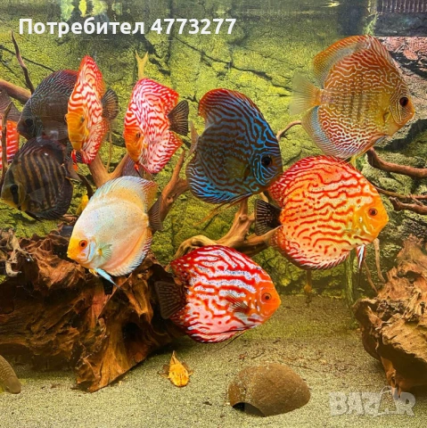 Продавам бебета дискуси., снимка 2 - Аквариуми - 53928917
