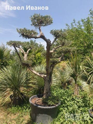 Маслиново дърво за перфектният декор на вашата градина!!!, снимка 18 - Градински цветя и растения - 46413845