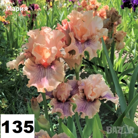 Сортови вискоки ириси /брадати ириси, снимка 3 - Сортови семена и луковици - 46410628