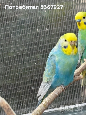 Вълнисти рейнбоу , снимка 5 - Папагали - 51943973