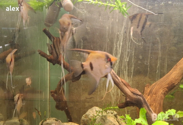 скаларии, снимка 3 - Рибки - 53266852