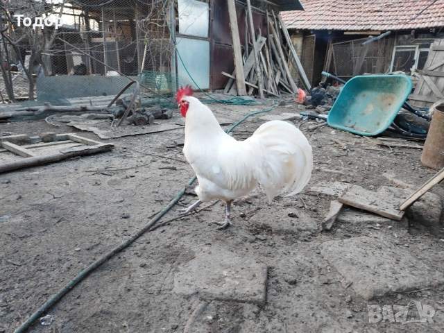 Пилета австралорп, снимка 5 - Кокошки и пуйки - 54053305