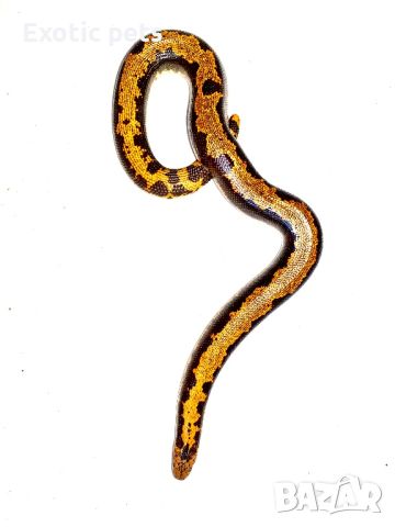 Eryx colubrinus loveridgei, снимка 5 - Змии - 45893534